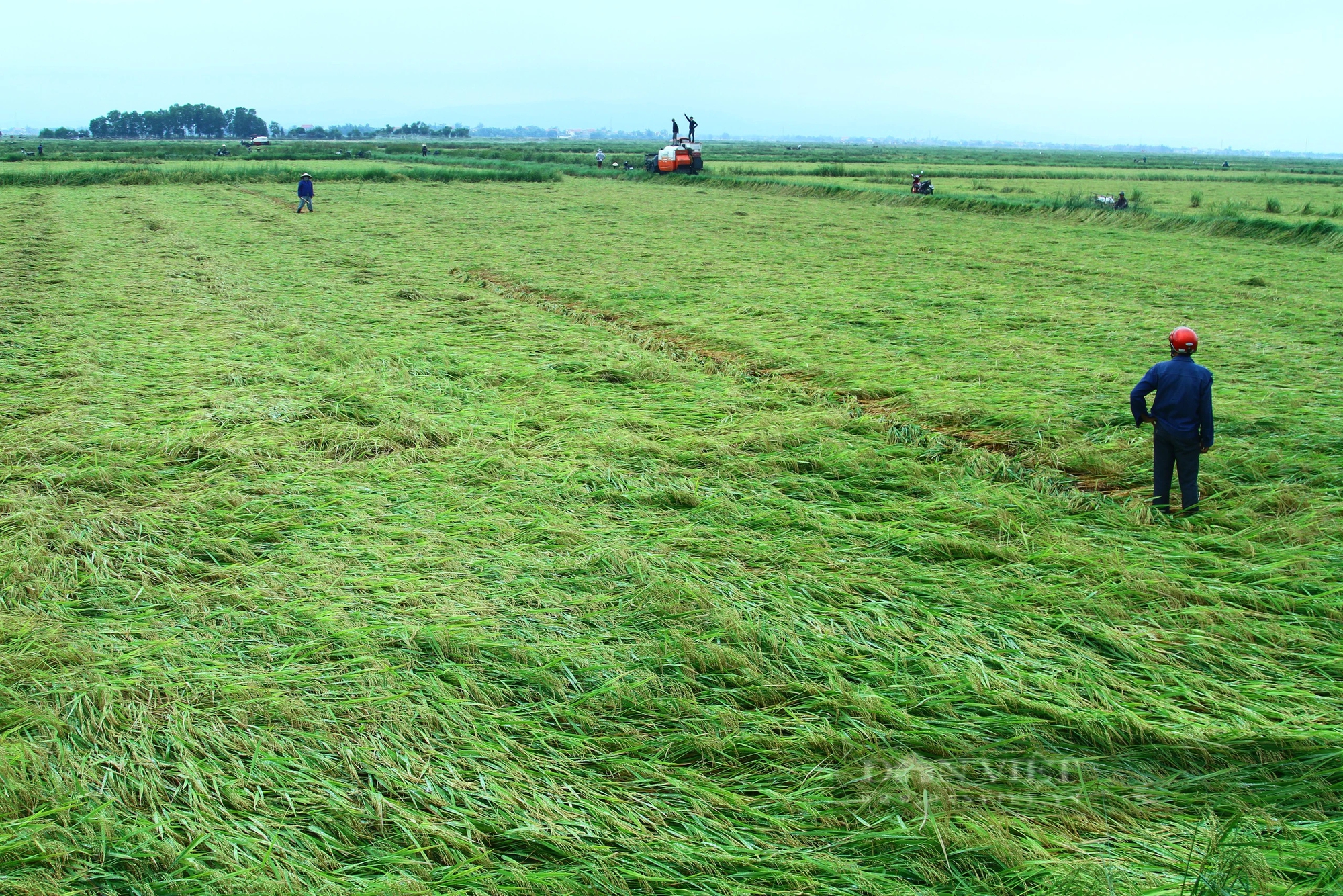 Quảng Bình: Giông lớn, hàng nghìn ha lúa chuẩn bị thu hoạch ngã rạp- Ảnh 3.