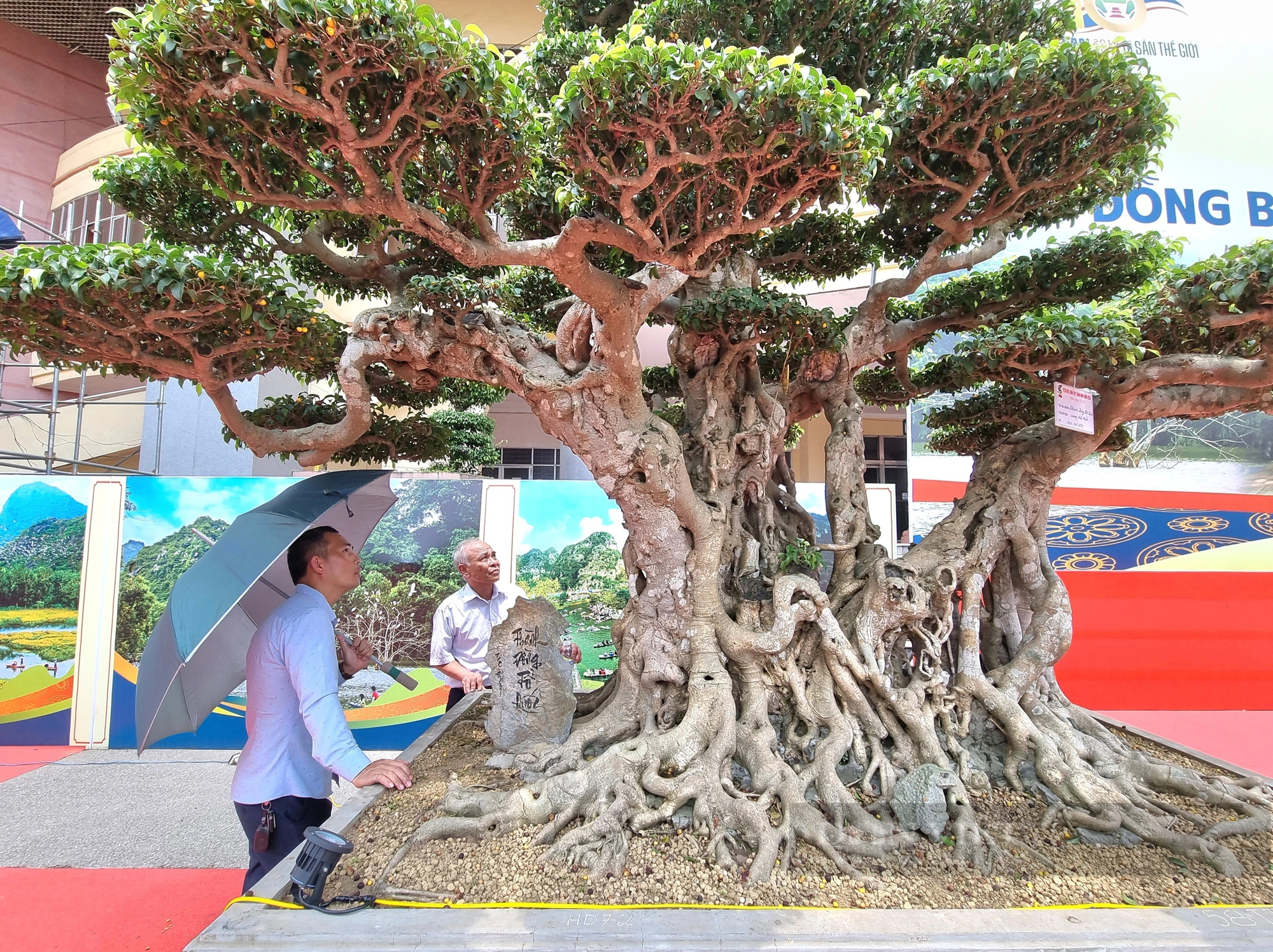 Một cây cổ thụ làm cảnh có tên “Thành đồng tổ quốc” trị giá gần 50 tỷ ở Ninh Bình- Ảnh 1.