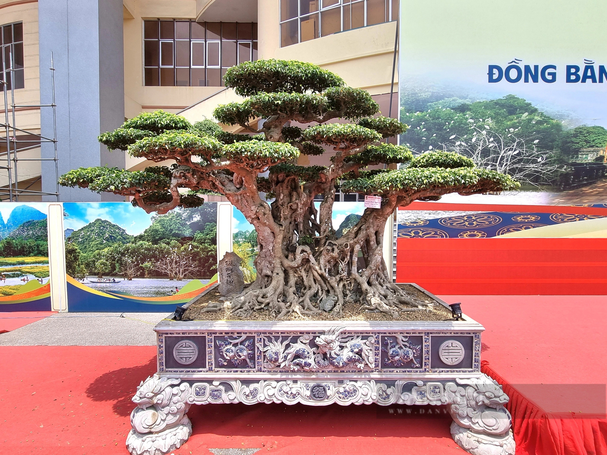 Một cây cổ thụ làm cảnh có tên “Thành đồng tổ quốc” trị giá gần 50 tỷ ở Ninh Bình- Ảnh 3.