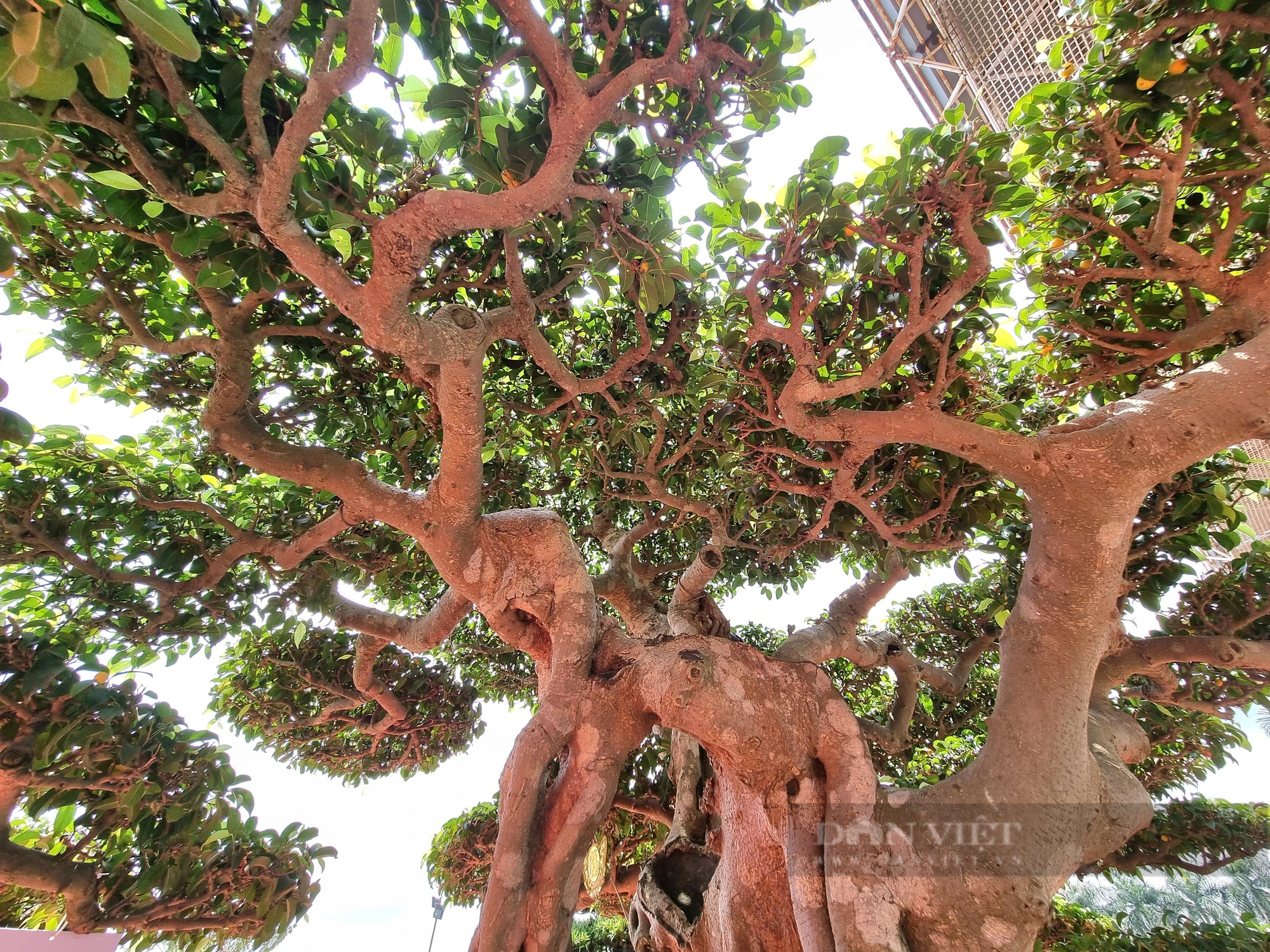 Một cây cổ thụ làm cảnh có tên “Thành đồng tổ quốc” trị giá gần 50 tỷ ở Ninh Bình- Ảnh 4.