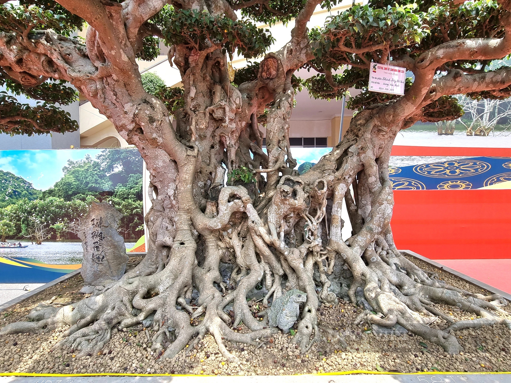 Một cây cổ thụ làm cảnh có tên “Thành đồng tổ quốc” trị giá gần 50 tỷ ở Ninh Bình- Ảnh 5.
