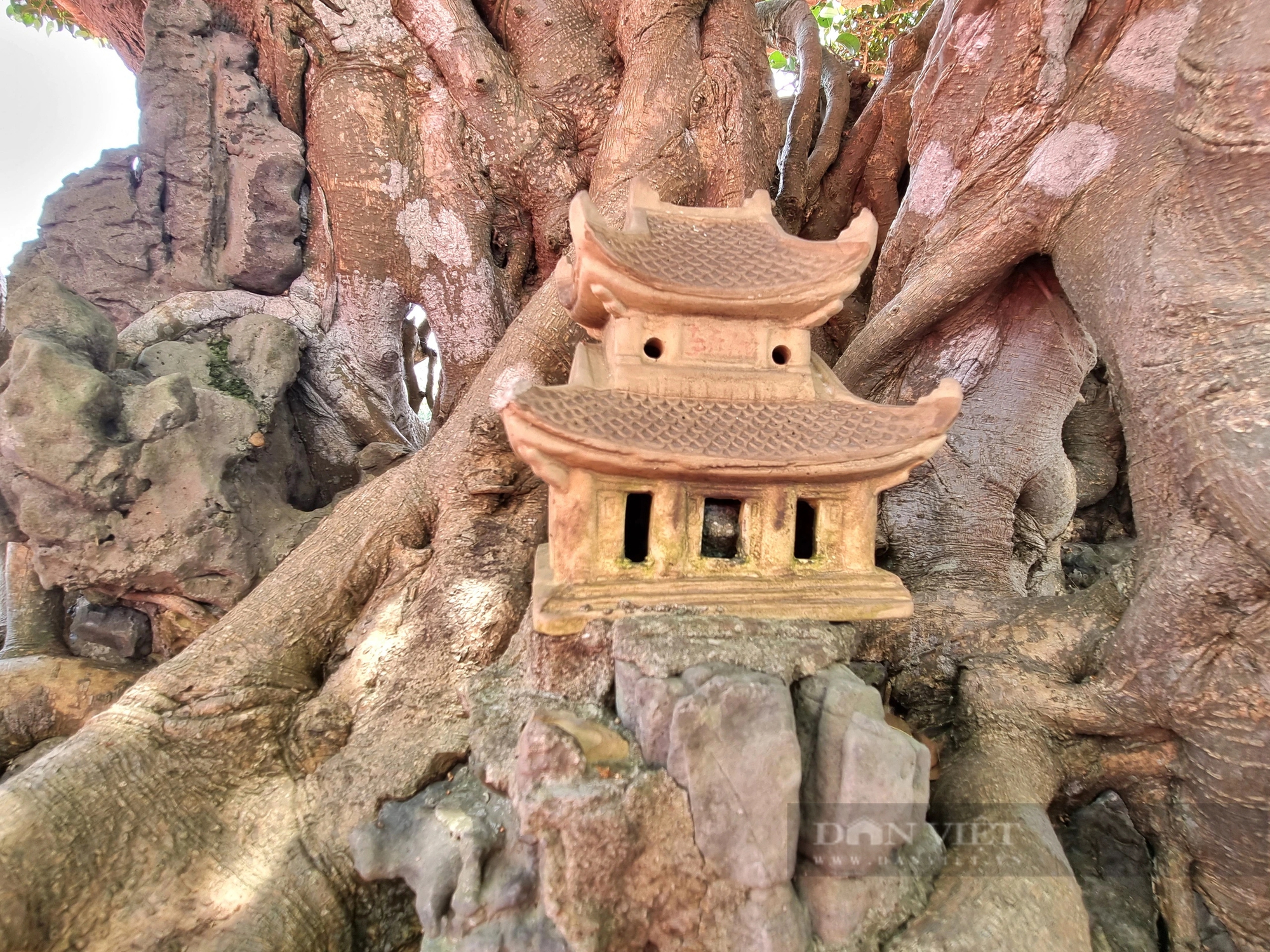 Một cây cổ thụ làm cảnh có tên “Thành đồng tổ quốc” trị giá gần 50 tỷ ở Ninh Bình- Ảnh 8.