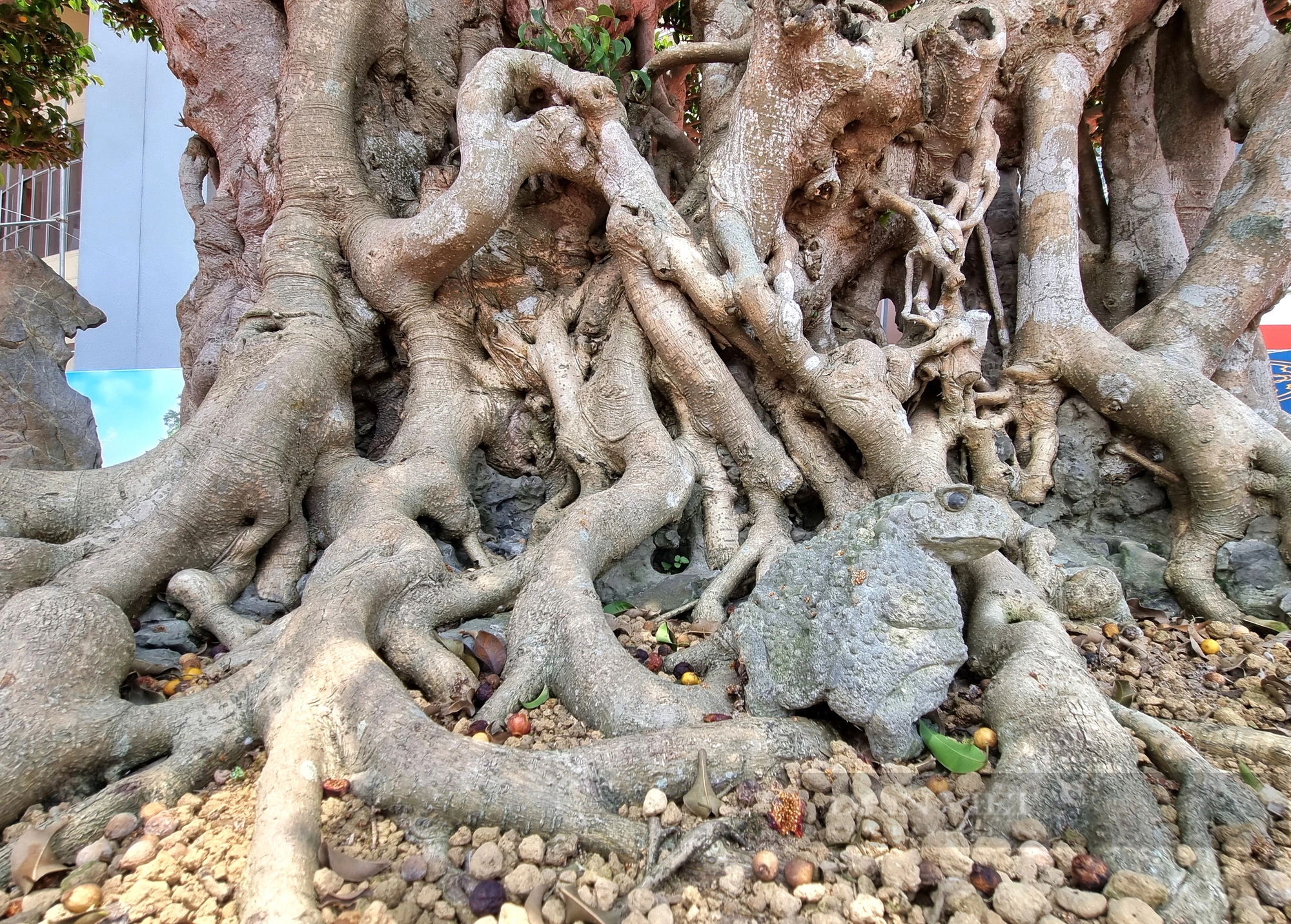 Một cây cổ thụ làm cảnh có tên “Thành đồng tổ quốc” trị giá gần 50 tỷ ở Ninh Bình- Ảnh 9.