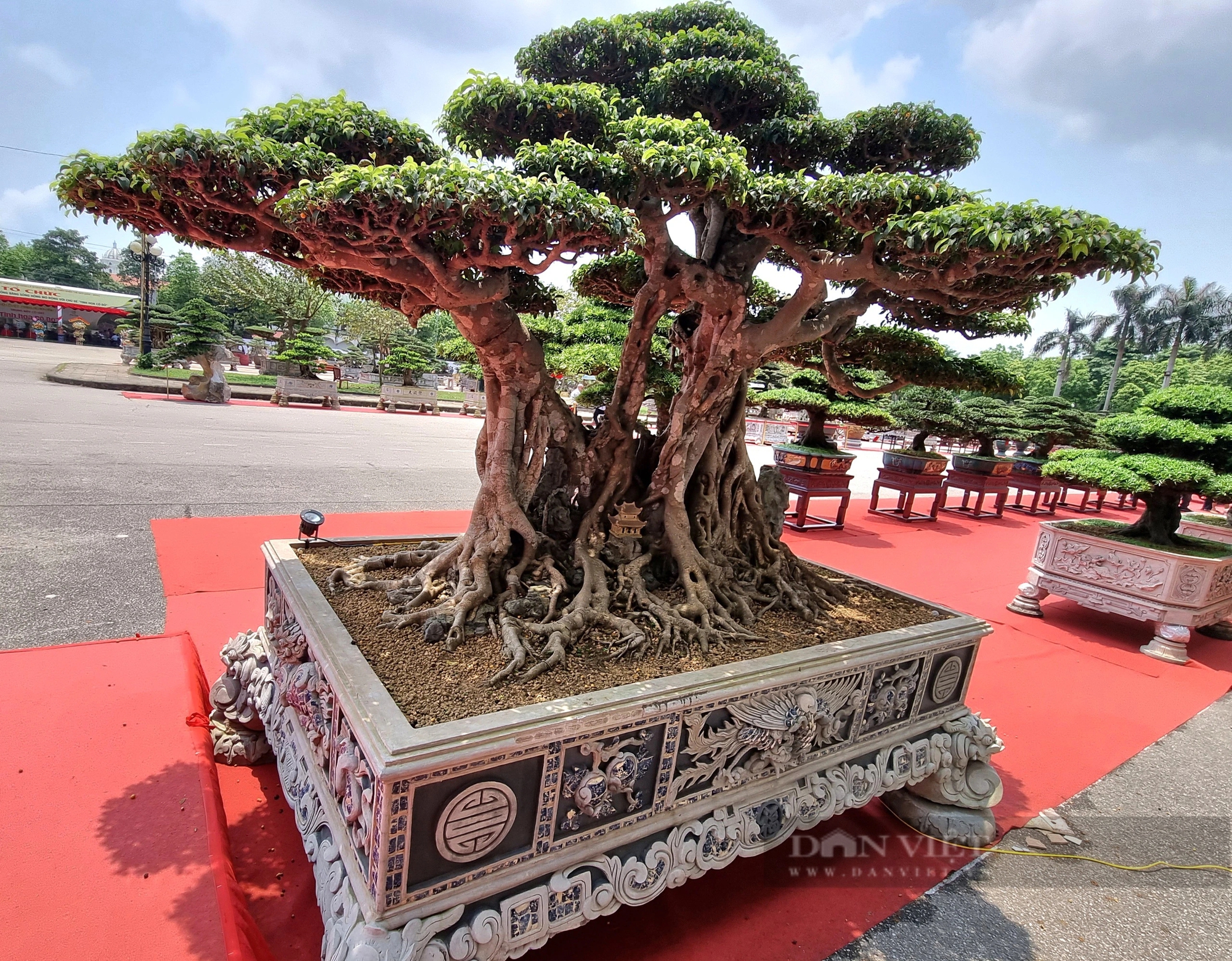 Một cây cổ thụ làm cảnh có tên “Thành đồng tổ quốc” trị giá gần 50 tỷ ở Ninh Bình- Ảnh 11.