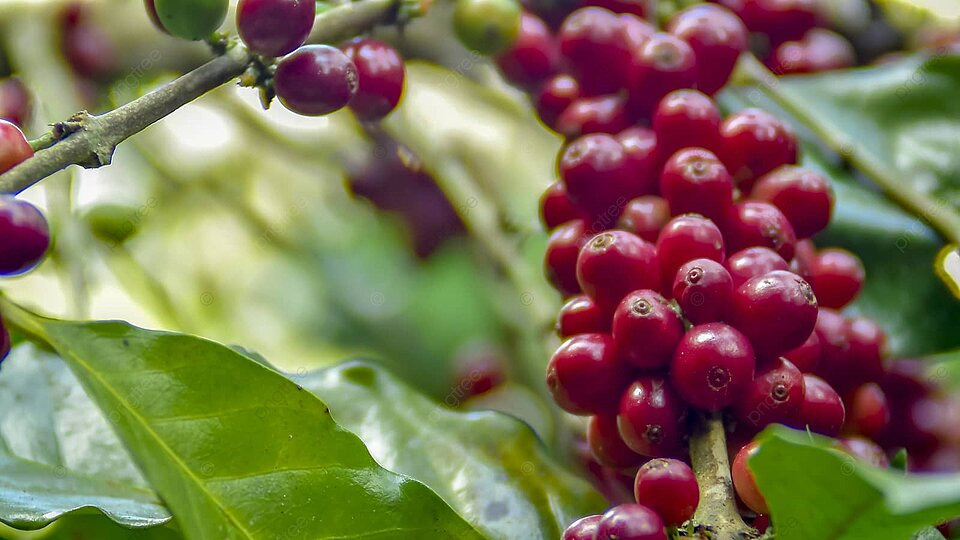 Giá cà phê ngày 4/5: Tiếp đà giảm mạnh, về gần mốc 110.000 đồng/kg- Ảnh 3.