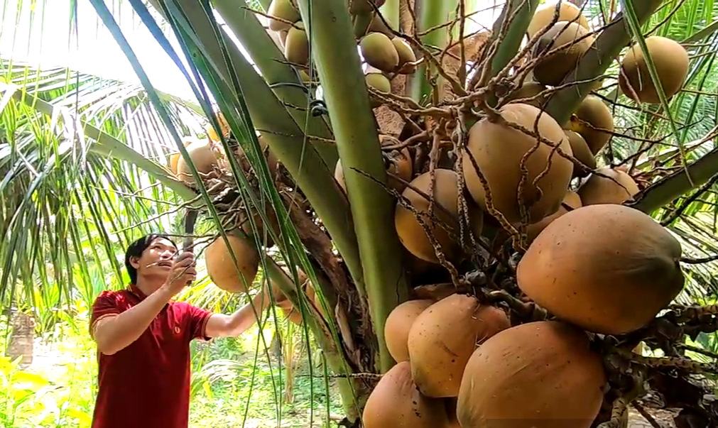 Trời nắng nóng, dừa tươi không đủ để bán- Ảnh 1.