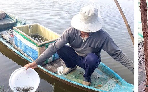 Mang loài cá chỉ ưa nơi nước lạnh về nuôi trên sông Kinh Thầy, anh nông dân Hải Dương bán với giá 250.000 đồng/kg- Ảnh 5.