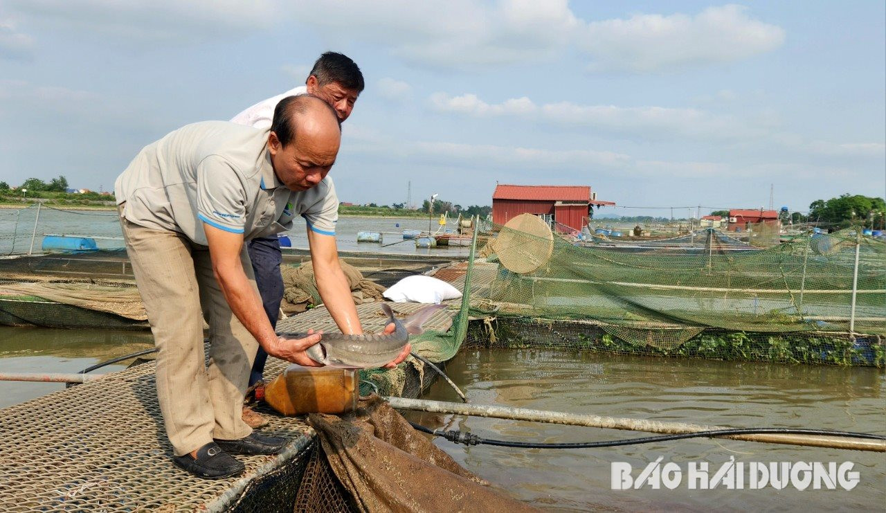 Mang loài cá chỉ ưa nơi nước lạnh về nuôi trên sông Kinh Thầy, anh nông dân Hải Dương bán với giá 250.000 đồng/kg- Ảnh 2.