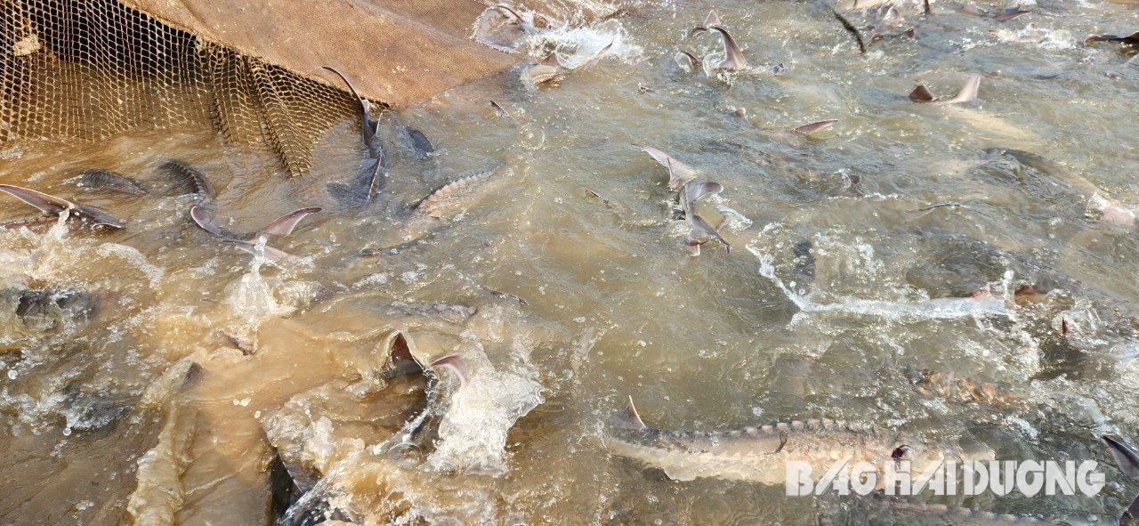 Mang loài cá chỉ ưa nơi nước lạnh về nuôi trên sông Kinh Thầy, anh nông dân Hải Dương bán với giá 250.000 đồng/kg- Ảnh 4.