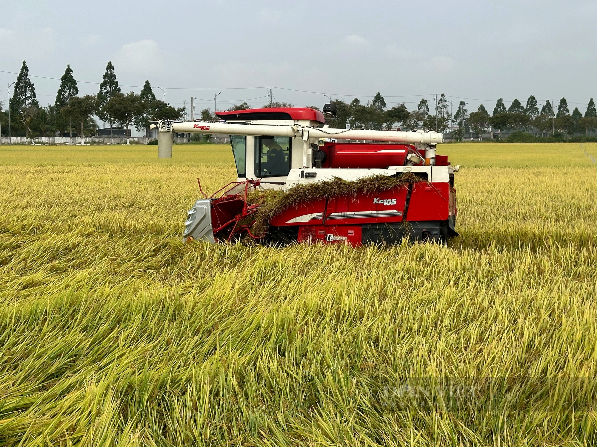 Việt Nam có tiềm năng lớn để xuất khẩu gạo thơm sang khu vực Âu Mỹ- Ảnh 1.