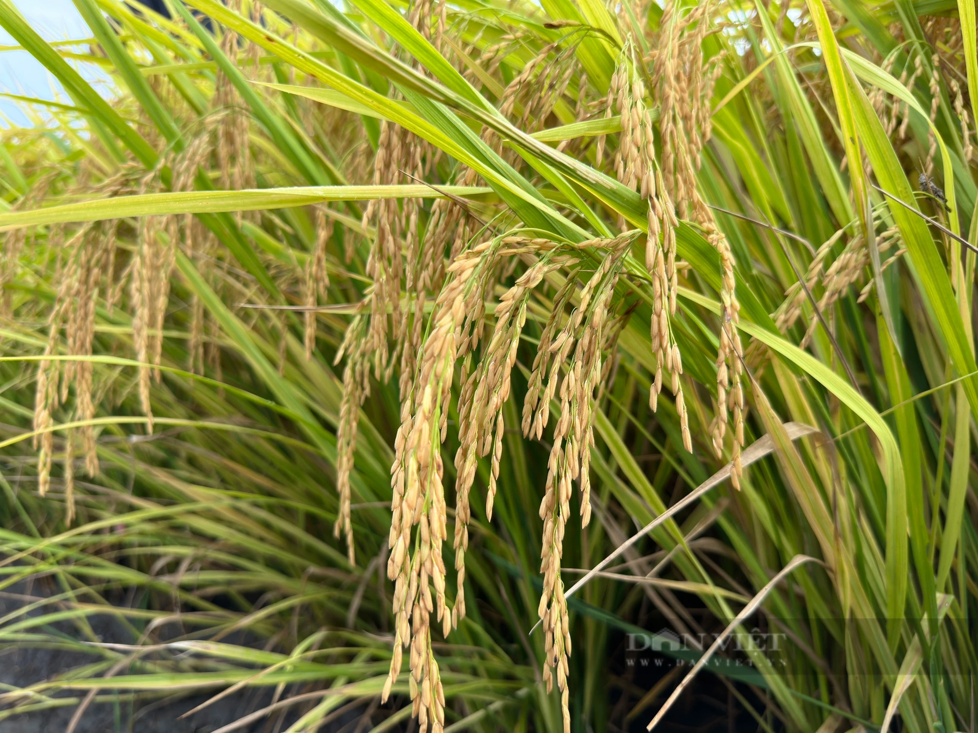Việt Nam có tiềm năng lớn để xuất khẩu gạo thơm sang khu vực Âu Mỹ- Ảnh 2.