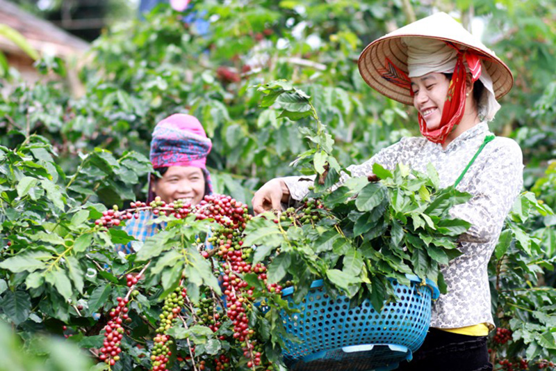 Trung Quốc, Mỹ chiếm 38% xuất khẩu nông lâm thủy sản Việt Nam, gạo, cà phê đều bán được giá cao- Ảnh 1.