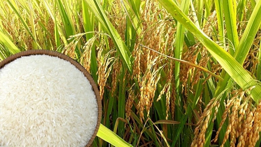 FAO dự báo 'nóng' về cung - cầu gạo thế giới, giá gạo sẽ ra sao?- Ảnh 2.