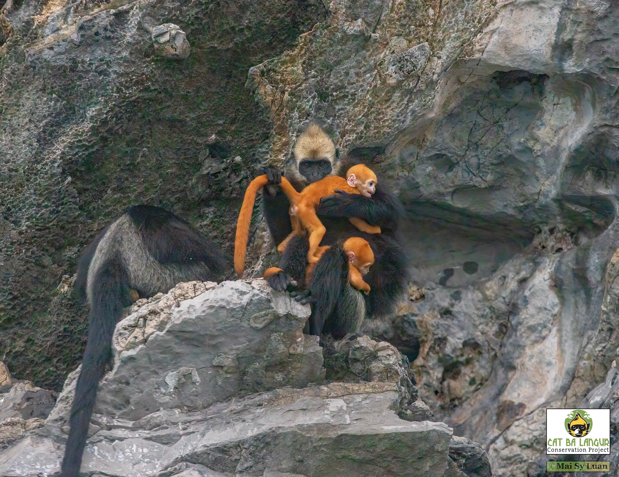 Cặp 'vợ chồng' loài động vật hoang dã quý hiếm chỉ có ở đảo Cát Bà vừa sinh được 3 - 4 đứa con- Ảnh 1.