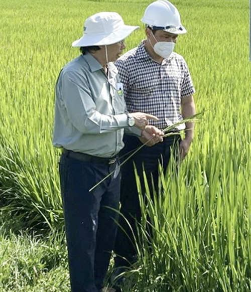 Vì sao Sở NN&PTNT Quảng Ngãi trả hồ sơ đăng ký hợp quy giống lúa PY2 của Công ty miền Trung?- Ảnh 3.