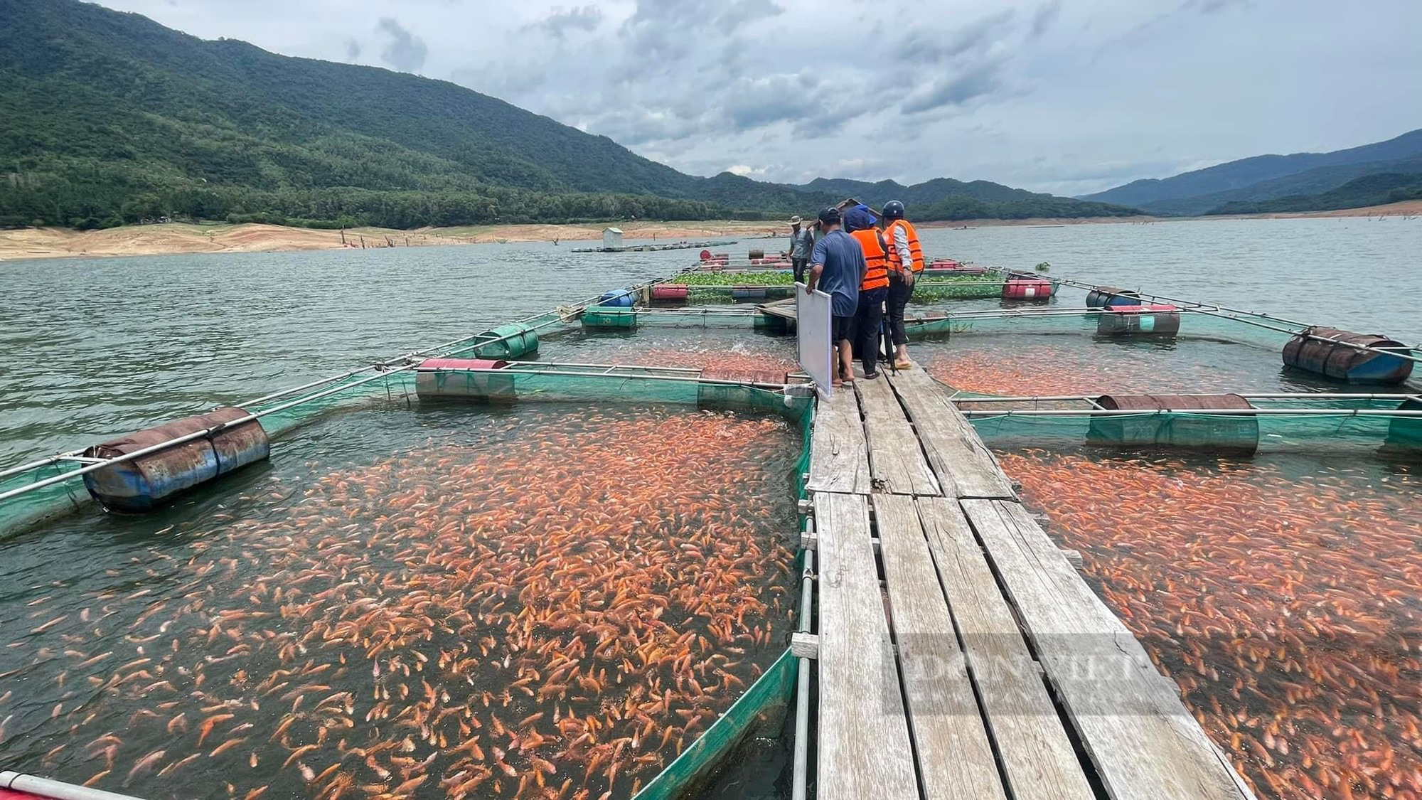 Bất ngờ loài cá nuôi ở huyện miền núi Bình Định bay sang Nhật Bản làm món sashimi khoái khẩu- Ảnh 1.