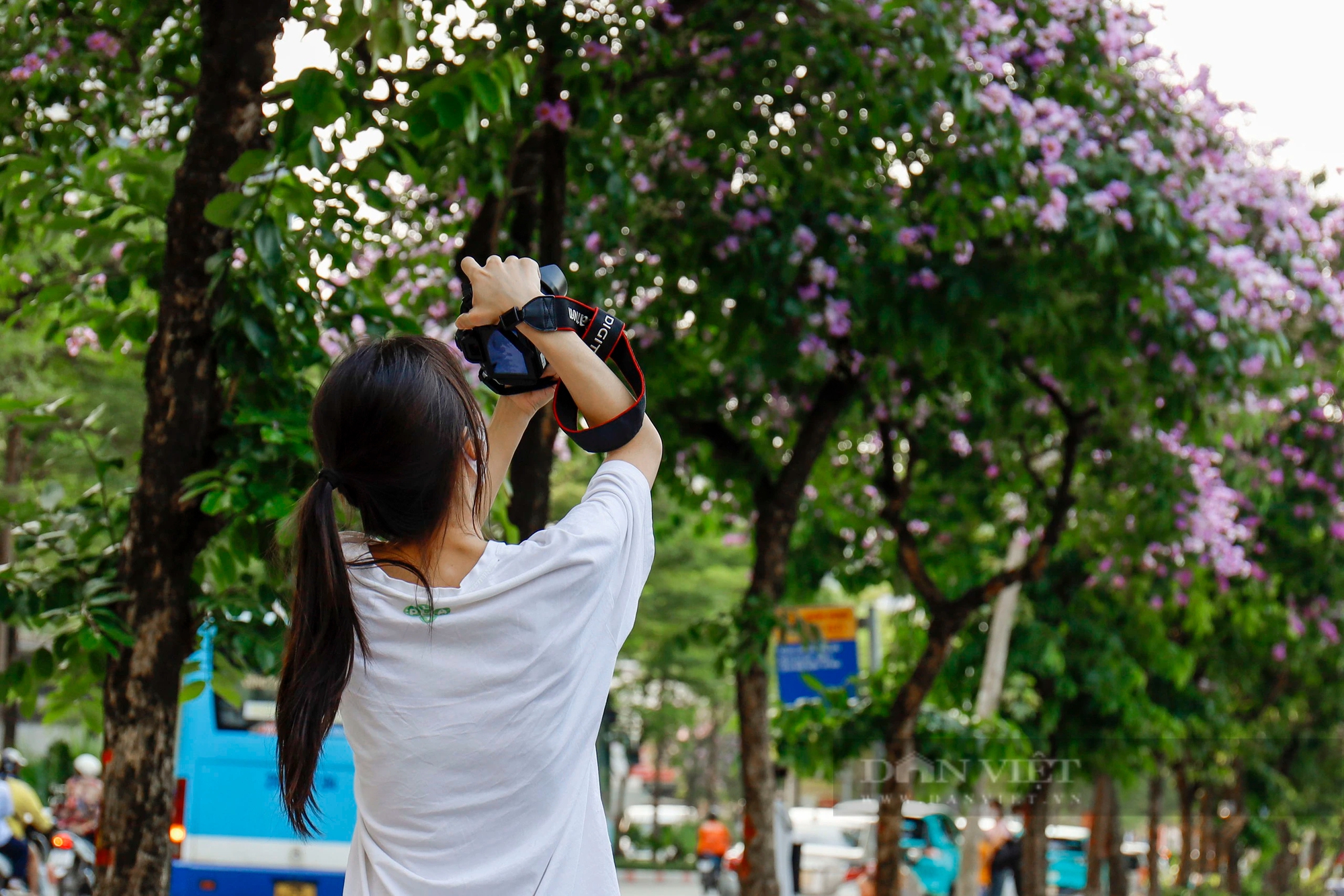 Cơn sốt bằng lăng tím nở rộ tại Thủ đô, giới trẻ thi nhau lưu giữ khoảnh khắc đẹp- Ảnh 10.