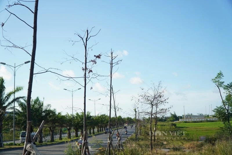 Bộ Công an đề nghị Bình Phước và Đồng Nai cung cấp hồ sơ liên quan tới Công ty TNHH cây xanh Công Minh- Ảnh 1.