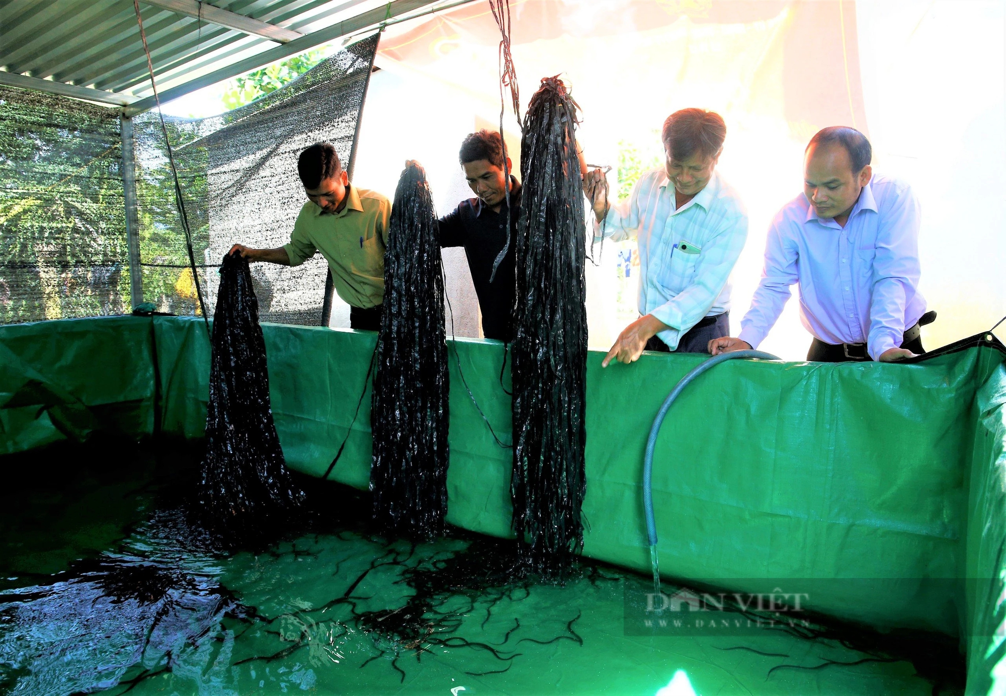 Ở Kon Tum, dân nuôi lươn con đặc sản dày đặc, bán thu tiền quanh năm, nhiều người đang đến xem- Ảnh 1.