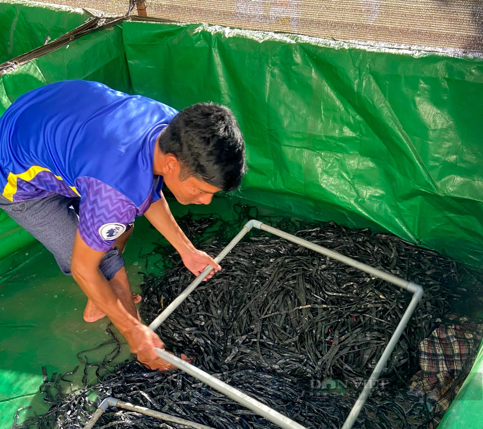 Ở Kon Tum, dân nuôi lươn con đặc sản dày đặc, bán thu tiền quanh năm, nhiều người đang đến xem- Ảnh 2.