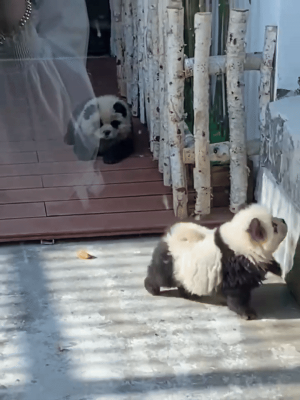 Trung Quốc: Sở thú phải xin lỗi vì dùng chó xù giả làm gấu trúc- Ảnh 1.