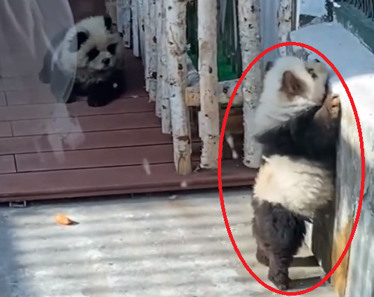 Trung Quốc: Sở thú phải xin lỗi vì dùng chó xù giả làm gấu trúc- Ảnh 2.