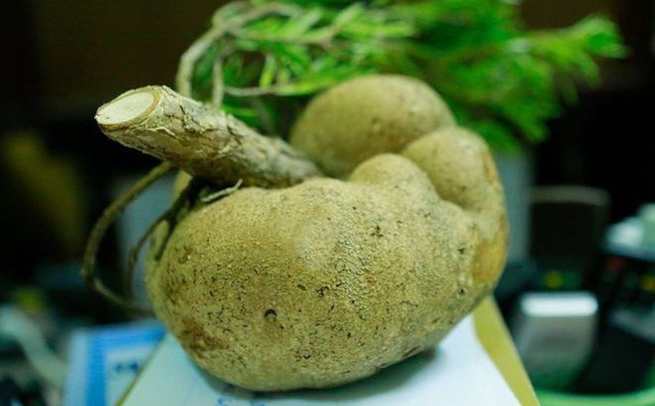 Những loại nấm có dinh dưỡng cao, giá đắt đỏ luôn “cháy hàng” ở Việt Nam: Loại thứ 3 thuộc hàng "hiếm có khó tìm"- Ảnh 11.