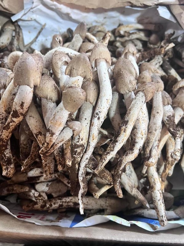 Những loại nấm có dinh dưỡng cao, giá đắt đỏ luôn “cháy hàng” ở Việt Nam: Loại thứ 3 thuộc hàng "hiếm có khó tìm"- Ảnh 3.