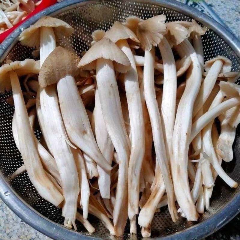 Những loại nấm có dinh dưỡng cao, giá đắt đỏ luôn “cháy hàng” ở Việt Nam: Loại thứ 3 thuộc hàng "hiếm có khó tìm"- Ảnh 4.