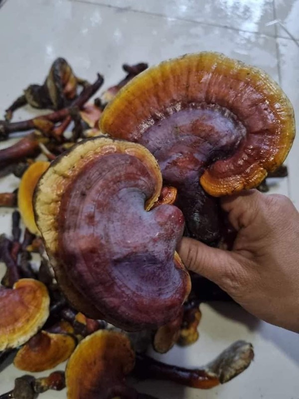 Những loại nấm có dinh dưỡng cao, giá đắt đỏ luôn “cháy hàng” ở Việt Nam: Loại thứ 3 thuộc hàng "hiếm có khó tìm"- Ảnh 5.