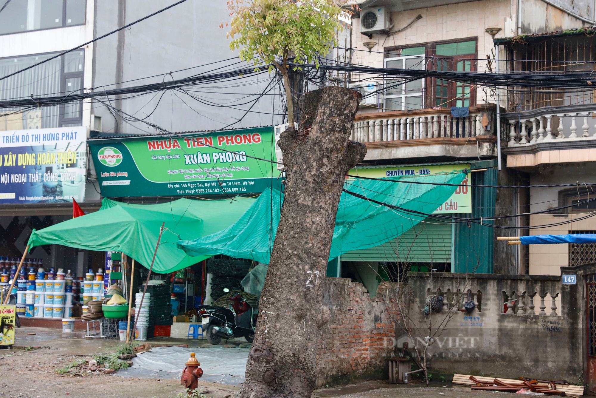 Hàng loạt cây xà cừ cổ thụ bị chặt hạ để mở rộng con đường 