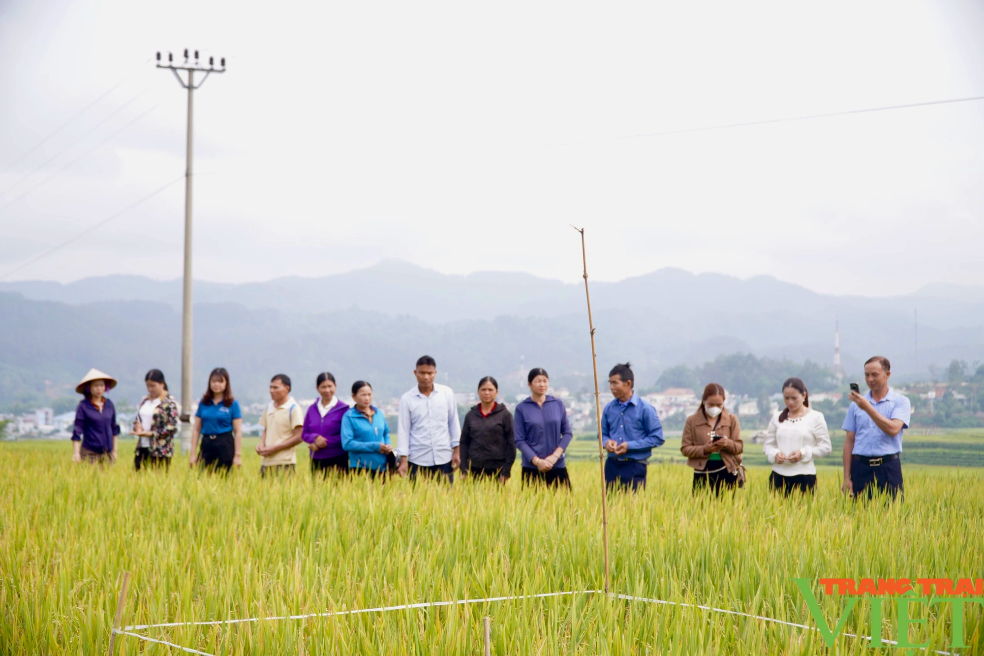 Lai Châu: Tổng kết mô hình lúa séng cù sản xuất theo quy trình hữu cơ- Ảnh 1.