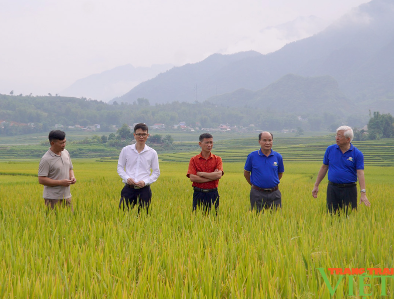 Lai Châu: Tổng kết mô hình lúa séng cù sản xuất theo quy trình hữu cơ- Ảnh 2.