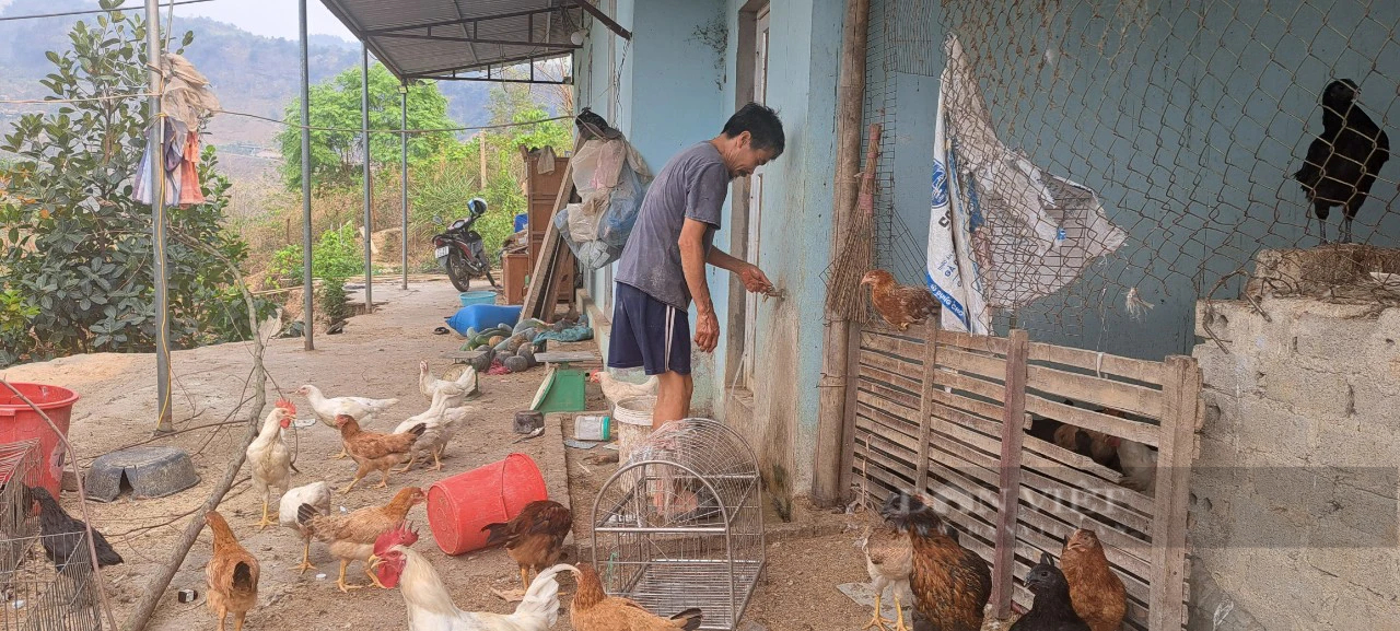 Ở một ngọn núi ở Điện Biên, bất ngờ thấy cả trăm con lợn rừng đòi ăn, gà đặc sản chạy lung lung- Ảnh 2.