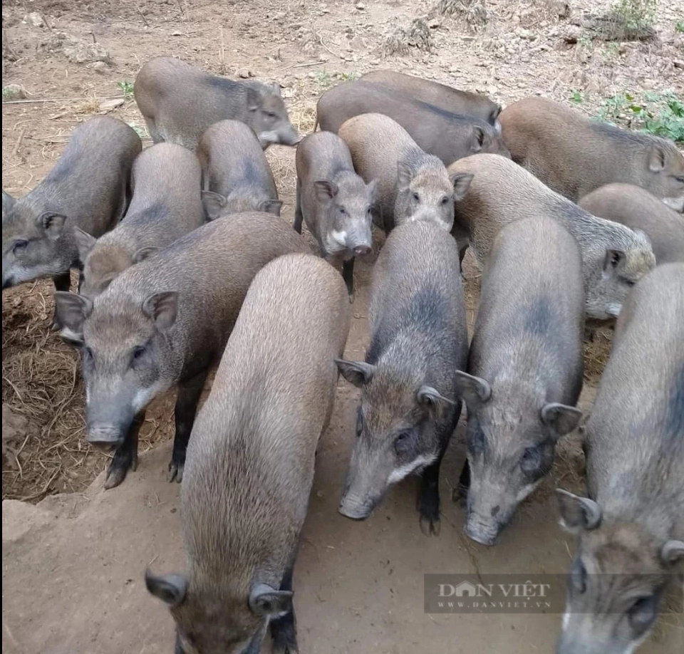 Ở một ngọn núi ở Điện Biên, bất ngờ thấy cả trăm con lợn rừng đòi ăn, gà đặc sản chạy lung lung- Ảnh 3.