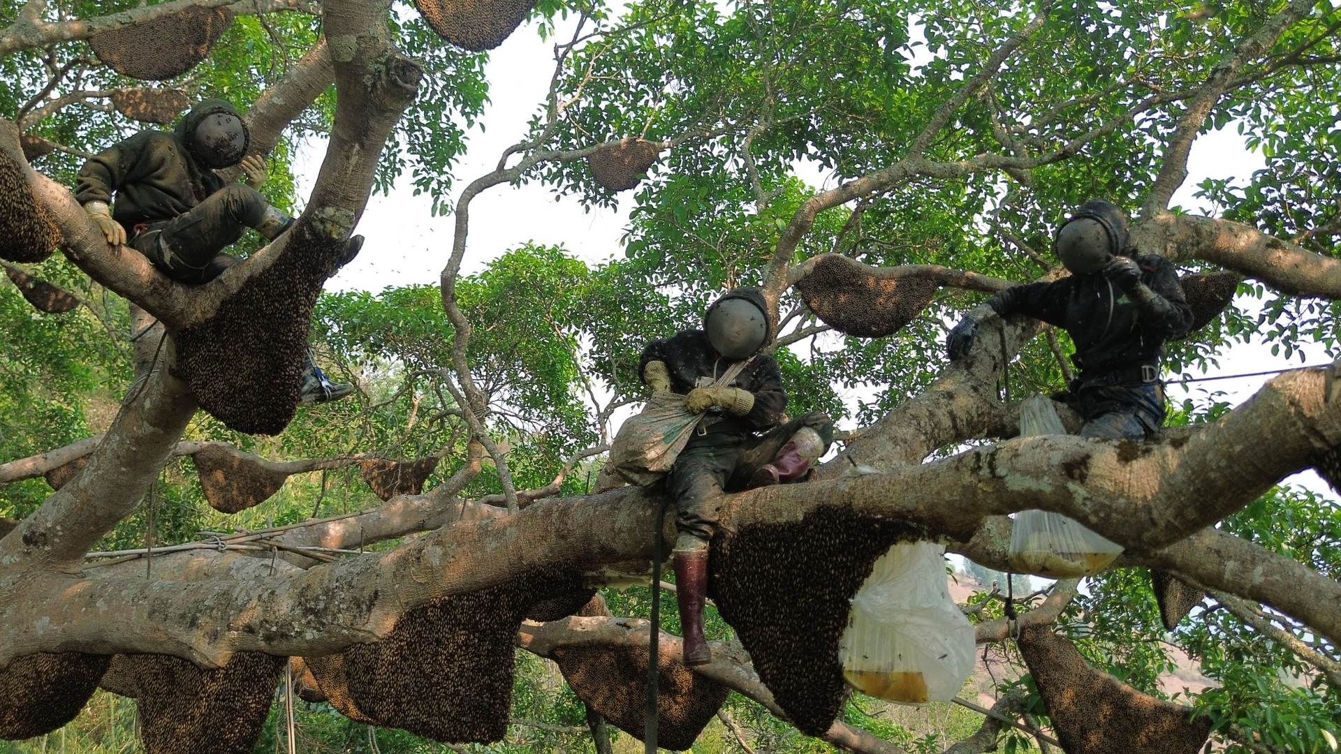 Cây đa hàng trăm tổ ong ở Điện Biên, mỗi năm cho hàng tấn mật- Ảnh 5.