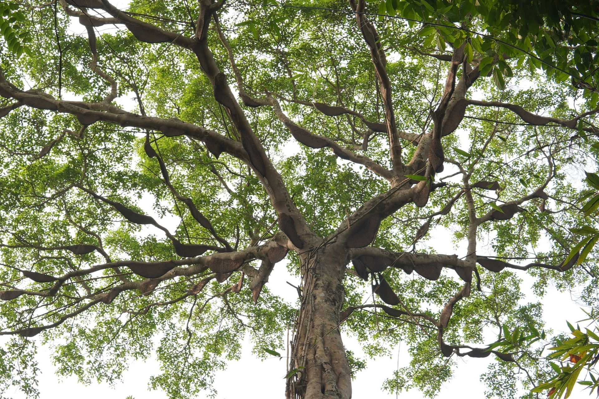 Cây đa hàng trăm tổ ong ở Điện Biên, mỗi năm cho hàng tấn mật- Ảnh 1.