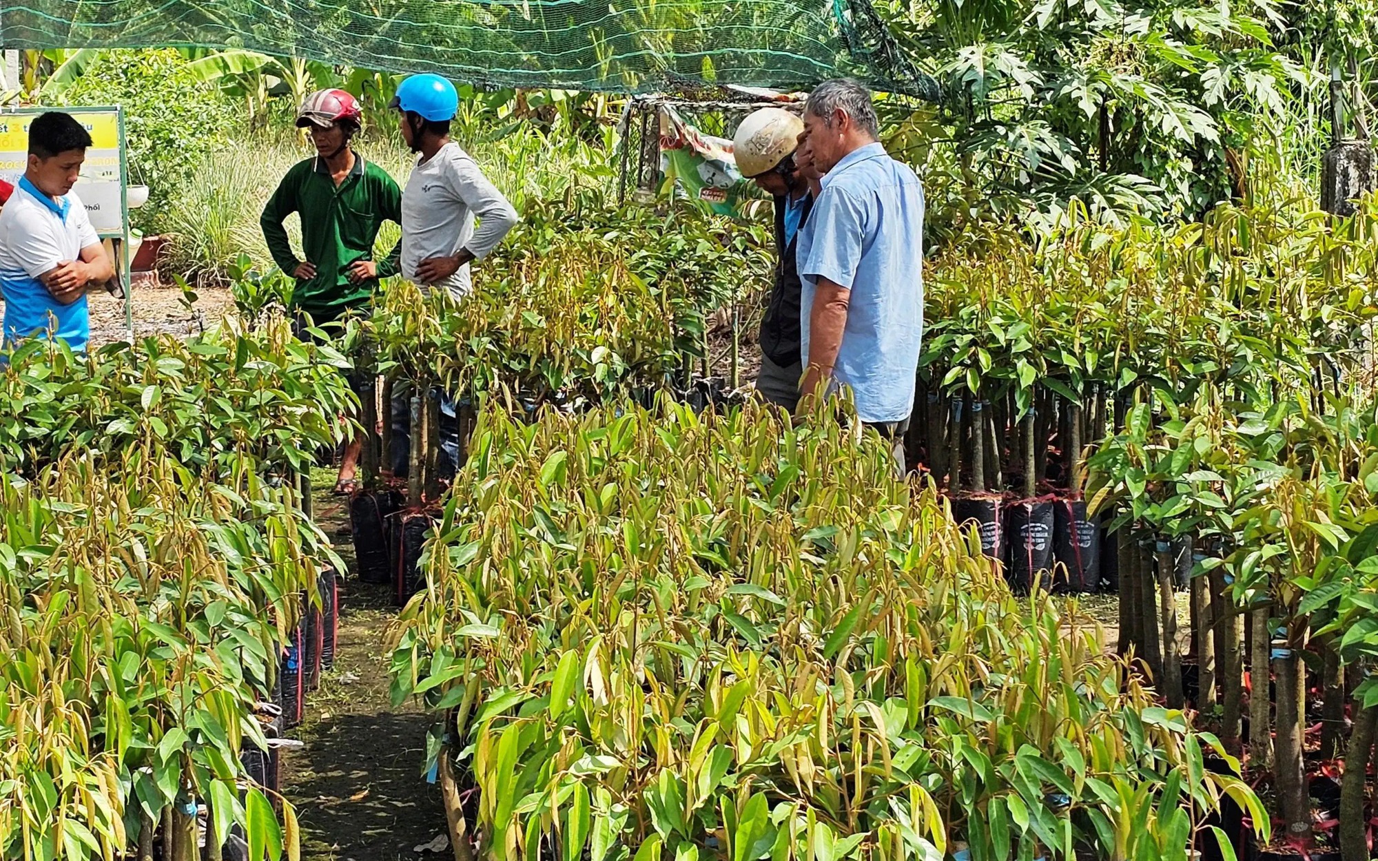 Đây là các loại giống cây ăn trái đặc sản mua bán sôi động, giá đang tăng ở Cần Thơ