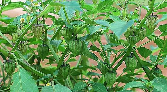 4 loại rau dân dã mọc đầy ở các vùng quê Việt Nam nhưng được thế giới săn lùng gọi là "rau thần dược"- Ảnh 13.