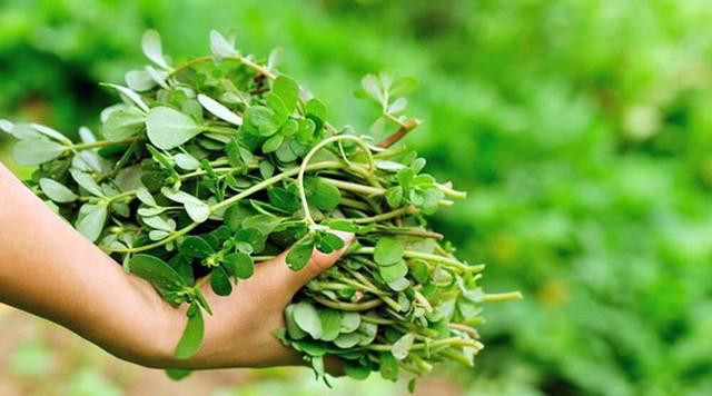 4 loại rau dân dã mọc đầy ở các vùng quê Việt Nam nhưng được thế giới săn lùng gọi là "rau thần dược"- Ảnh 9.