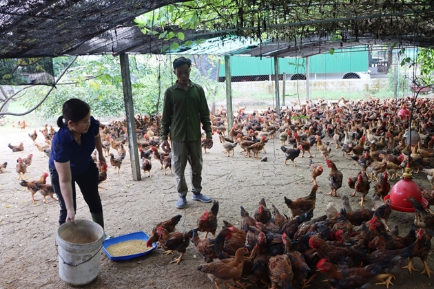 Cả làng ở Hà Tĩnh nuôi gà chạy trên cát, bán vài ngàn con hết veo, nhà nào nuôi nhà đó khá giả- Ảnh 1.