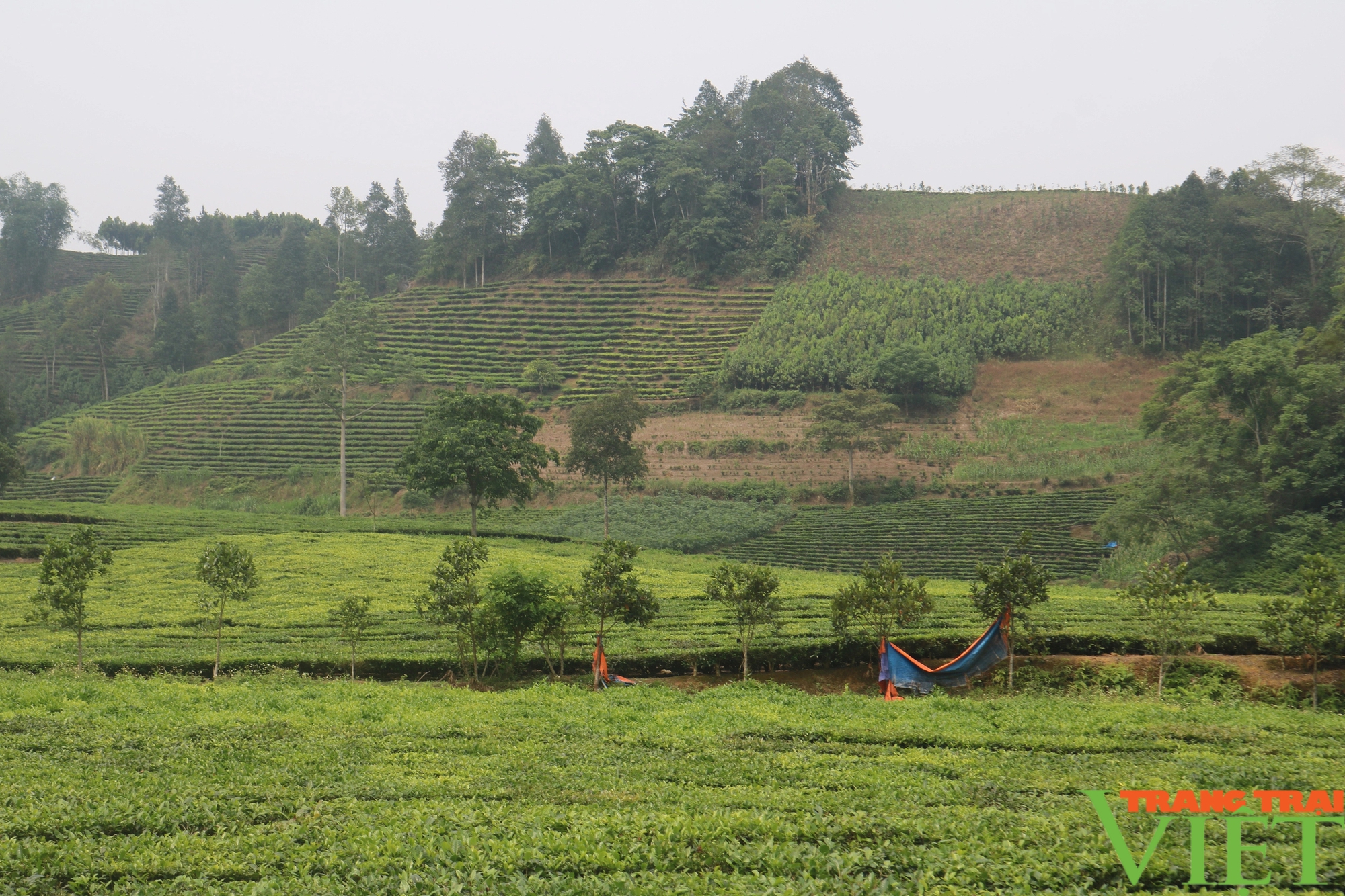 Nông dân vùng cao biên giới Lào Cai vào vụ thu hoạch chè- Ảnh 8.