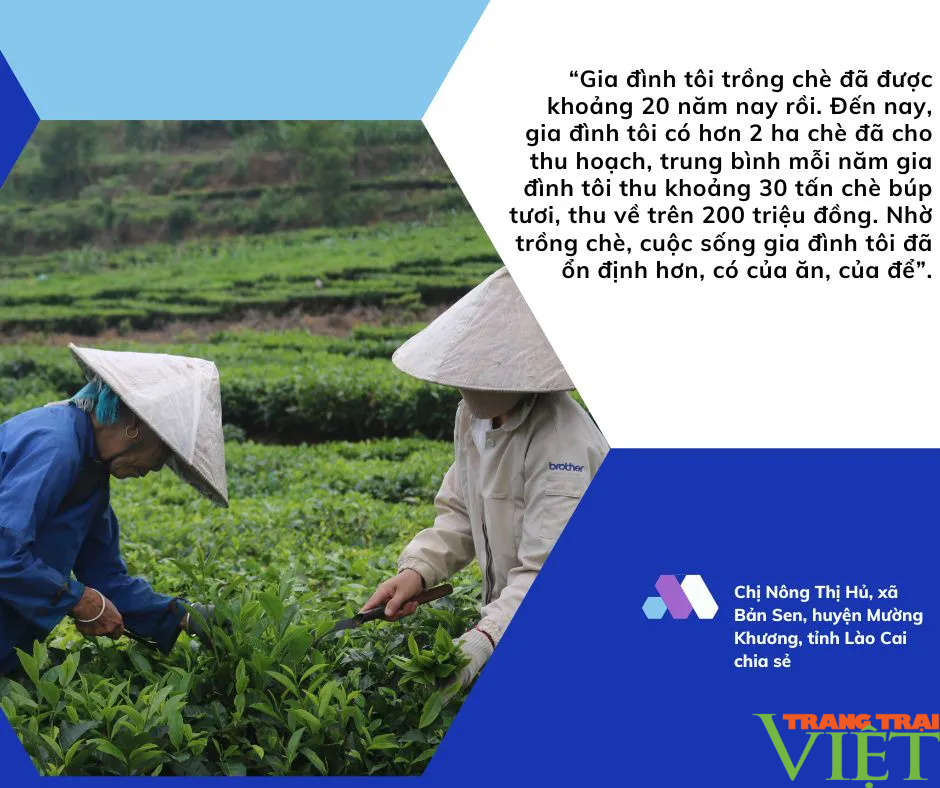 Nông dân vùng cao biên giới Lào Cai vào vụ thu hoạch chè- Ảnh 10.