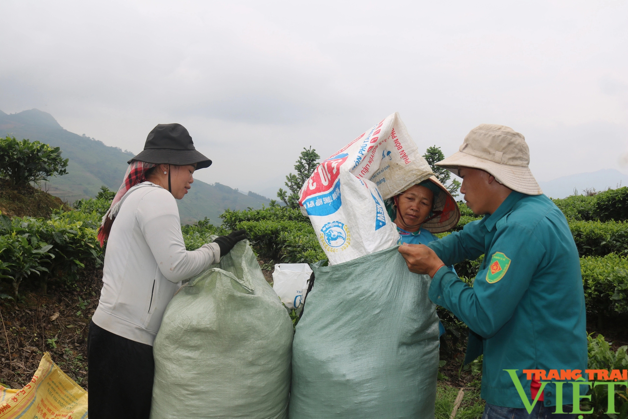 Nông dân vùng cao biên giới Lào Cai vào vụ thu hoạch chè- Ảnh 16.