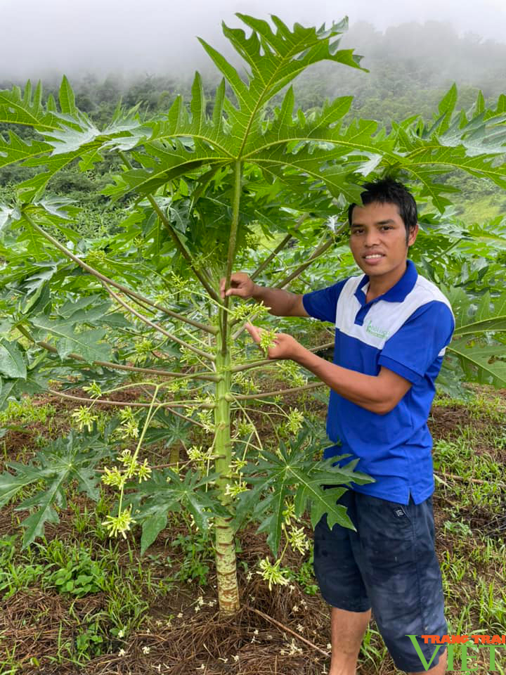 Anh nông dân ở Hòa Bình biến hàng vạn cây đu đủ đực thành trà dược liệu- Ảnh 2.