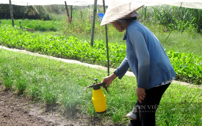 Nhiều hộ dân chưa đảm bảo thời gian cách ly sản phẩm rau, củ, quả trước khi tiêu thụ. Ảnh minh họa: Nguyên Vỹ