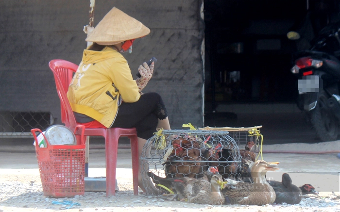 Nhiều người dân bán gia cầm sống trên đường phố không có giấy tờ chứng minh nguồn gốc hay chứng nhận tiêm phòng. Ảnh: Nguyên Vỹ