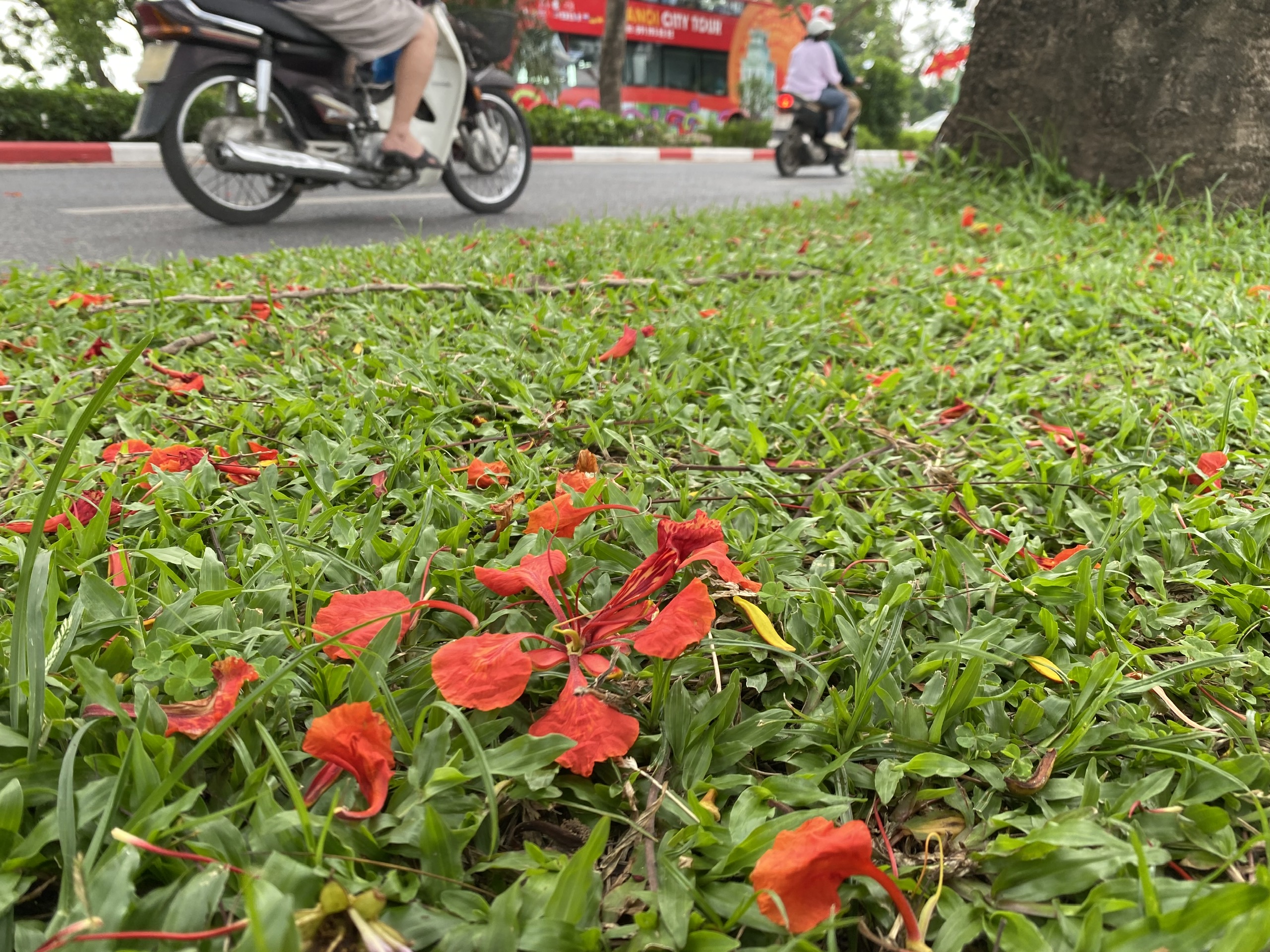 Hoa phượng khoe sắc đỏ rực trên tuyến đường "lãng mạn nhất Thủ đô"- Ảnh 4.