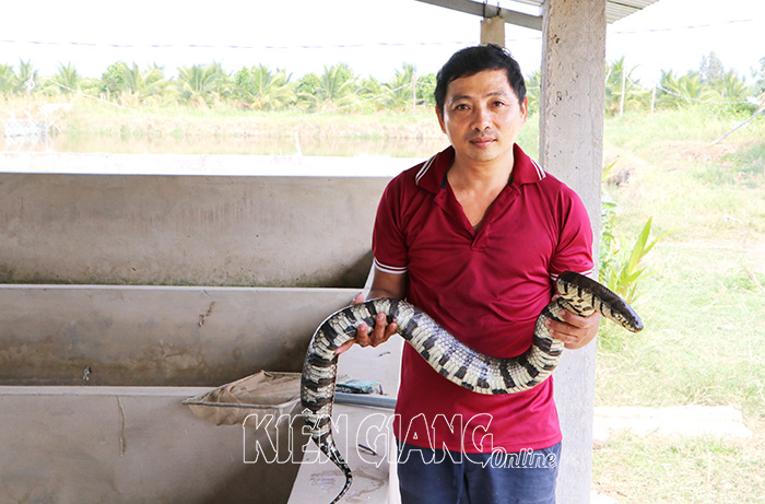 Nuôi con vật vằn vện trông dữ dằn, kỳ thực lại hiền khô, anh nông dân Kiên Giang bán đắt hơn tôm tươi- Ảnh 2.