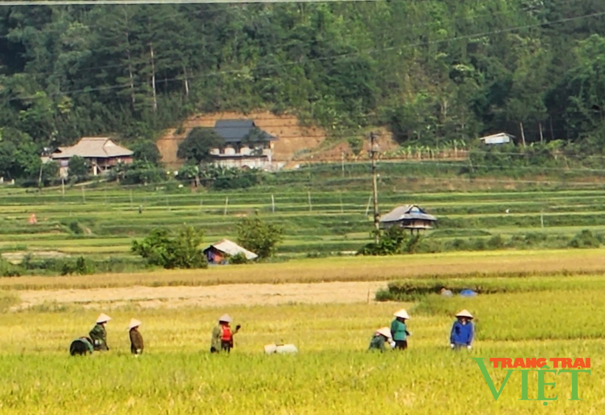 Lai Châu: Vụ lúa Đông Xuân được mùa, được giá, nông dân Nậm Nhùn phấn khởi- Ảnh 3.